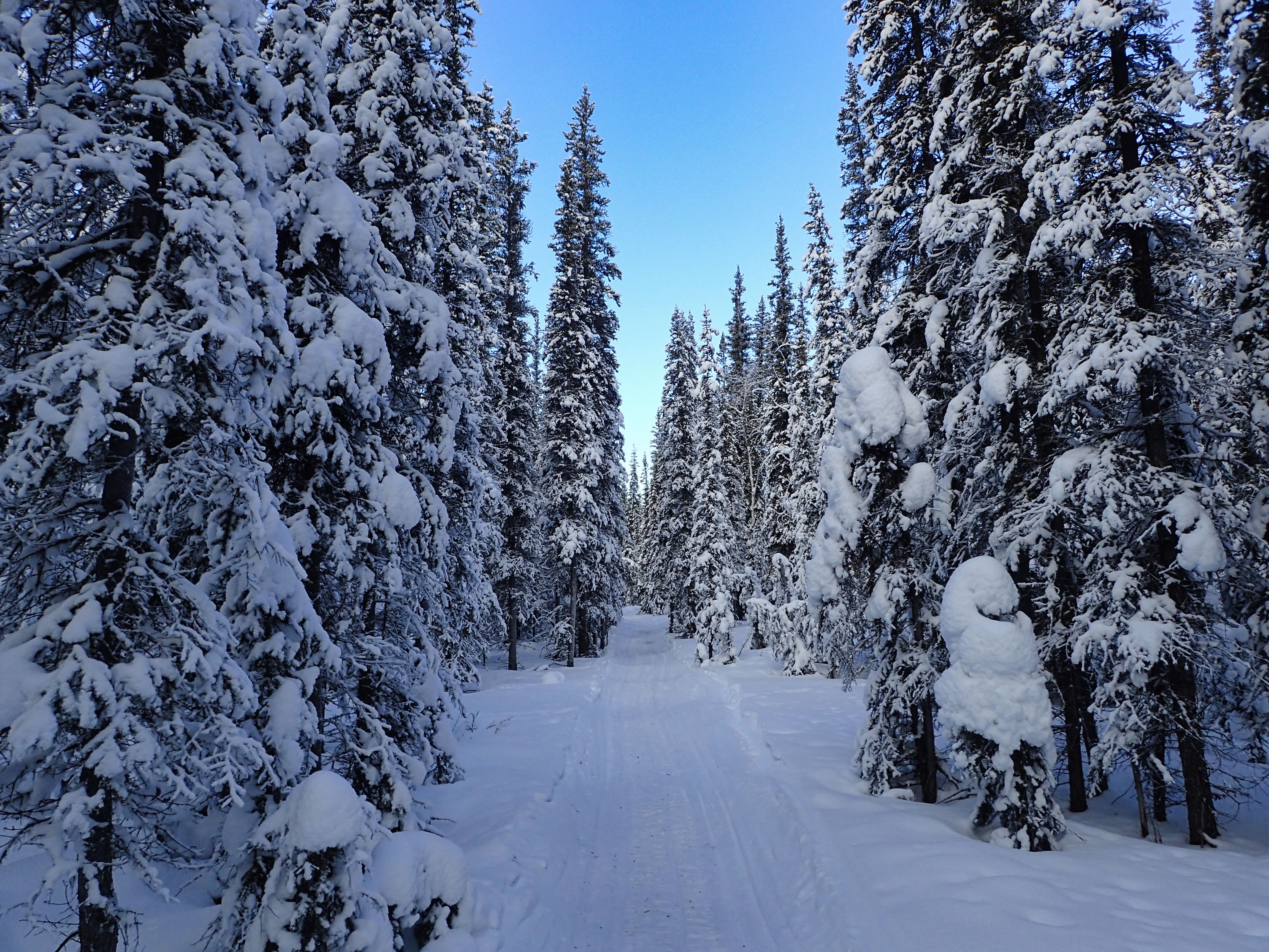 Yukon Arctic Ultra 2016の風景2